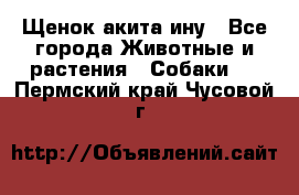 Щенок акита ину - Все города Животные и растения » Собаки   . Пермский край,Чусовой г.